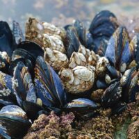 Farmed or Wild, Male or Female: Can You Tell the Difference in NZ Greenshell Mussels? 3 Farmed or Wild, Male or Female: Can You Tell the Difference in NZ Greenshell Mussels?