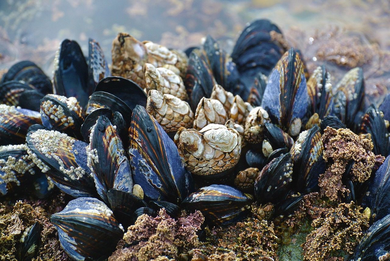 Farmed or Wild, Male or Female: Can You Tell the Difference in NZ Greenshell Mussels? 1 Farmed or Wild, Male or Female: Can You Tell the Difference in NZ Greenshell Mussels?