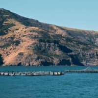 NZ family business finds success selling live green-lipped mussels and glacier freshwater king salmon in China 3 NZ family business finds success selling live green-lipped mussels and glacier freshwater king salmon in China