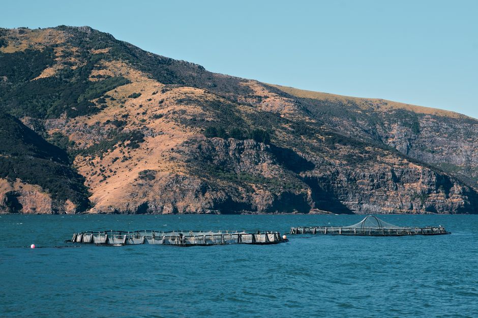 NZ family business finds success selling live green-lipped mussels and glacier freshwater king salmon in China 1 NZ family business finds success selling live green-lipped mussels and glacier freshwater king salmon in China