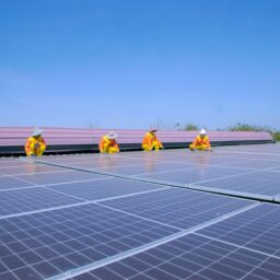 Trina Solar's 'Solar Sheep' Project Goes Live: Unlocking New Agrivoltaic Potential in New Zealand 4 pexels 6961123