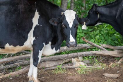 Chinese Dairy Company Sets New Benchmark for China-New Zealand Trade: Yili Group’s NZ Operations 17 pexels 8287408