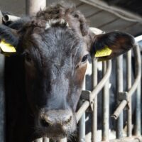 Fonterra Deepens China Market Ties, Reaps Connections and Opportunities Through CIIE 3 pexels 20501110