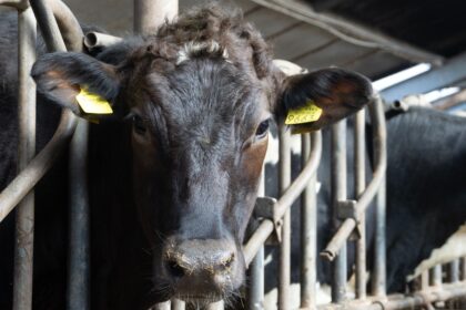 Fonterra Deepens China Market Ties, Reaps Connections and Opportunities Through CIIE 13 pexels 20501110