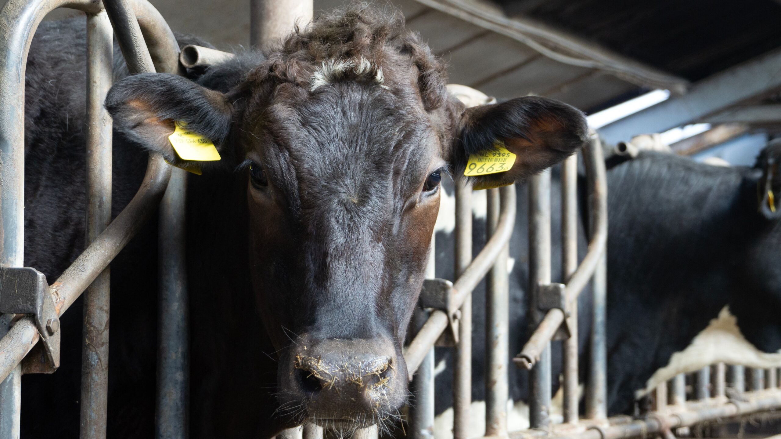 Fonterra Deepens China Market Ties, Reaps Connections and Opportunities Through CIIE 1 pexels 20501110 scaled