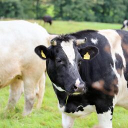 Viewpoint: Not Frozen, New Zealand Chilled Grass-Fed Beef Enters Beijing 3 pexels 27905700