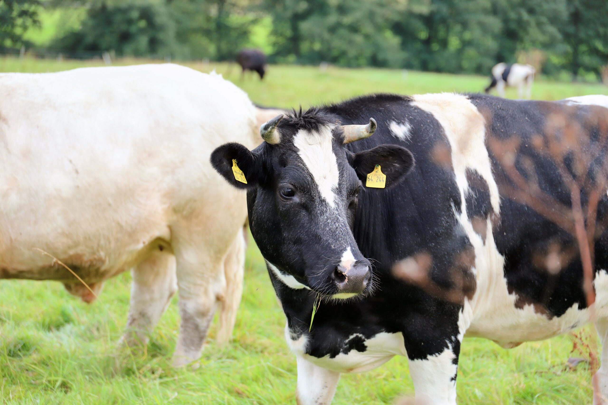 Viewpoint: Not Frozen, New Zealand Chilled Grass-Fed Beef Enters Beijing 1 pexels 27905700 scaled