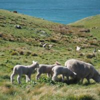 After 9 Years in NZ, Chinese Mum Closes Shop, Family Moves to Australia: 'It's Not About the Money' 4 New Zealand dairy farm cows green pasture