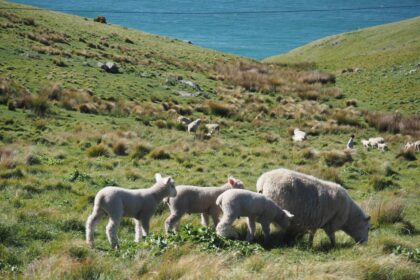 After 9 Years in NZ, Chinese Mum Closes Shop, Family Moves to Australia: 'It's Not About the Money' 13 New Zealand dairy farm cows green pasture