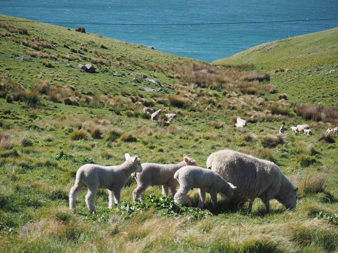 After 9 Years in NZ, Chinese Mum Closes Shop, Family Moves to Australia: 'It's Not About the Money' 1 New Zealand dairy farm cows green pasture