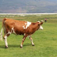 New Zealand Dairy Group 3 featured image 114