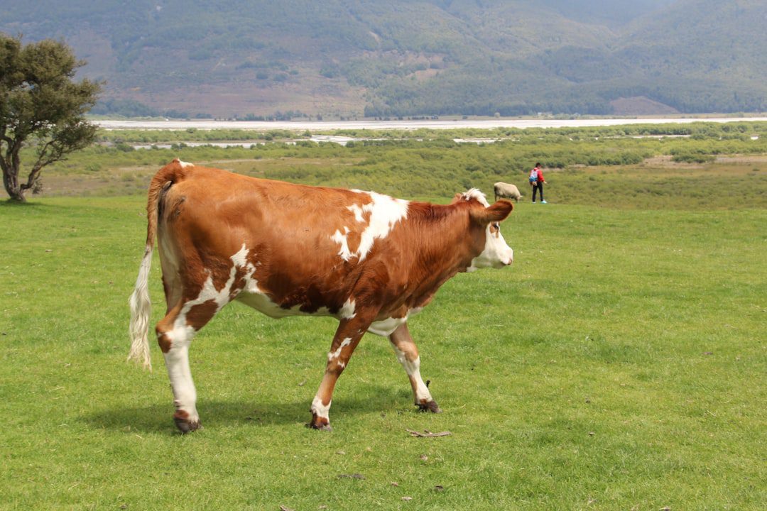 New Zealand Dairy Group 1 featured image 114