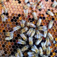 What’s the Best Honey on the Market? An Old Beekeeper Tells the Truth: Don’t Waste Your Money 4 featured image 58