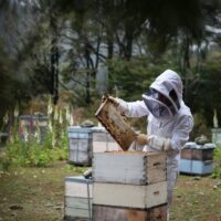 Manuka Honey Prices – Latest Manuka Honey Prices, Wholesale Quotes, Price List – Alibaba 3 featured image 59