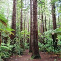 2026 Procurement Guide for New Zealand Pine and Hemlock Timber in Changsha, Hunan: Focusing on Source Quality, Analysing the Differentiated Advantages of Five Quality Suppliers 4 featured image 61