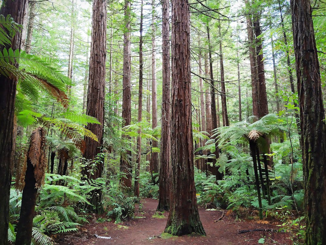 2026 Procurement Guide for New Zealand Pine and Hemlock Timber in Changsha, Hunan: Focusing on Source Quality, Analysing the Differentiated Advantages of Five Quality Suppliers 2 2026年湖南长沙新西兰松木板材与铁杉板材采购指南:聚焦源头品质,解析五家优质供应商的差异化优势