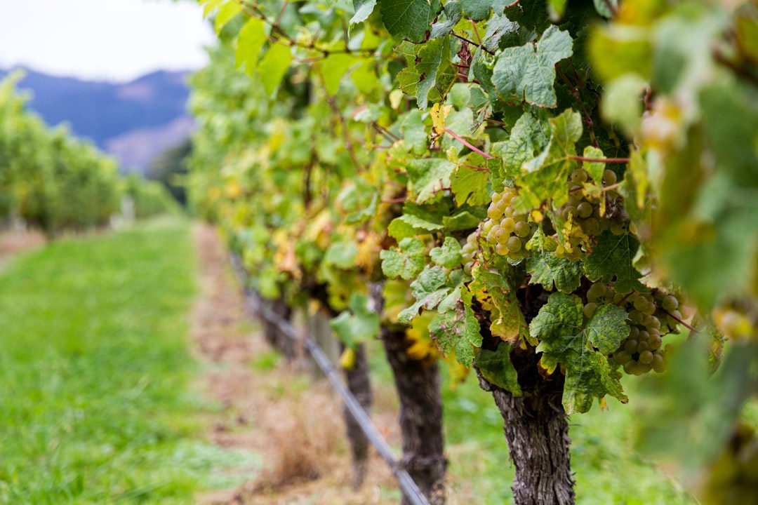 Marlborough Red Wine Rankings 2 马尔堡红酒排行榜