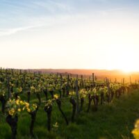 Which Wine Brand Tastes Best? A Guide to Picking Your Perfect Wine 4 featured image 63