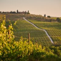 Top 10 Wine Brand Rankings: Perfect Blend of Unique Flavours and High Value for Money 4 featured image 64