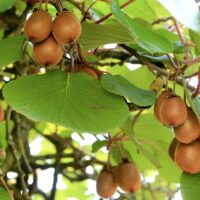 Zespri New Zealand Gold Kiwifruit: Sweet Temptation and Buying Guide for Dragon Boat Festival Gifts 3 g2baf702ca1df79f0db4a0750162a41292c6bd9049a4b3d594247cc4b4817ecfbe1210106fddf37b7dcab1c0c1f96fc1872c36981d69609469b0cdebe35bb709c 1280