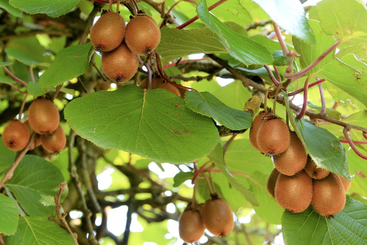 Zespri New Zealand Gold Kiwifruit: Sweet Temptation and Buying Guide for Dragon Boat Festival Gifts 2 端午送礼首选!佳沛新西兰金奇异果的甜蜜诱惑与选购指南