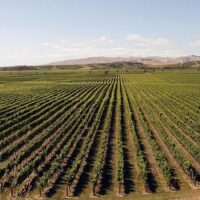 Wine import value falls 10.68% year-on-year in May 4 g49bc13a502d7ac3e4380cd7b7de86fe4f02e408d328d4d9b0dfcbc444d232b66c7b6d7400b46f511a61ac8a6be2199d3f27a35f13e296bab6ace56b92498680e 1280