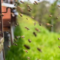 Mythologised Mānuka Honey: Nearly $10,000 per Jin 3 ga6072132cd401fc432ce471866f25d3e0c9f3cbb299b6f6d551ce8692c1a5128c6237ae94d6aae72988ff05297a4023280cfa261040f75a12c32cfdc2d1b2c22 1280