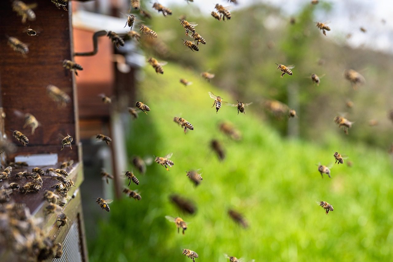 Mythologised Mānuka Honey: Nearly $10,000 per Jin 2 被“神化”的麦卢卡蜂蜜,每斤近万元_胃部