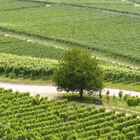 Which Tier of Wine Brands is Best? 10 Carefully Selected Recommendations for a Quick Overview 4 ga7bcee8b97efd4b058553f73e6d33206276c2a56a79c511713385cfff018f9ce5e7c2154c7c1a46d7c961b2f3f80ab6ab3d2cf3a4be01745256bdc6c19424245 1280
