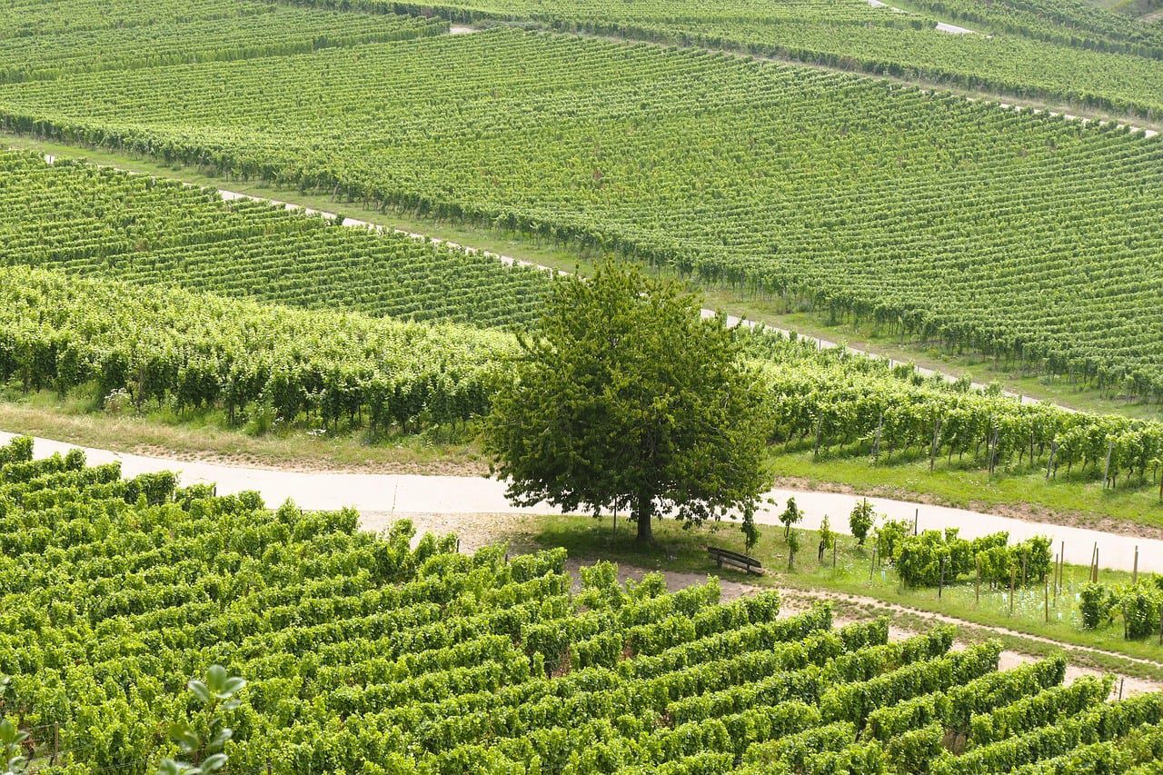 Which Tier of Wine Brands is Best? 10 Carefully Selected Recommendations for a Quick Overview 2 葡萄酒品牌哪个档次最好?10款精选推荐让你一目了然