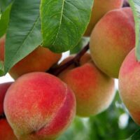 From ‘King of Fruits’ to a Despised ‘Bad Fruit’: What Happened to Kiwifruit? 4 gfea30ff9bce72988af0ef8eb2d0beb6ad79af3f9d67576918caf0264c097d96e0dd76dc9b3724e06add733130aee2b5ab1f6057cde341534c75bfcd0fb959f93 1280