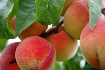 From ‘King of Fruits’ to a Despised ‘Bad Fruit’: What Happened to Kiwifruit? 5 gfea30ff9bce72988af0ef8eb2d0beb6ad79af3f9d67576918caf0264c097d96e0dd76dc9b3724e06add733130aee2b5ab1f6057cde341534c75bfcd0fb959f93 1280