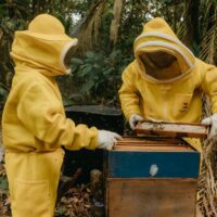 Manuka Honey Hailed as Miracle Cure: How Many More Years Will It Fool Chinese Consumers? 3 pexels photo 18925406