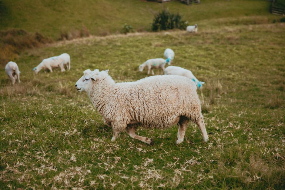 pexels photo 25772541