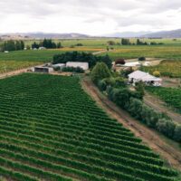 Alternative Wine in China: Real Demand or Passing Trend? 4 pexels photo 31953702