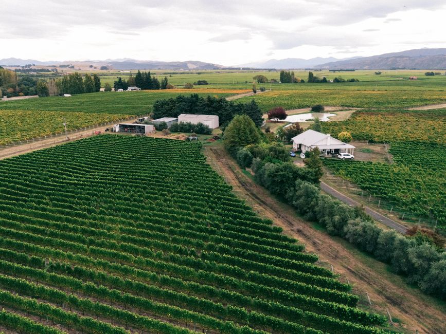 Alternative Wine in China: Real Demand or Passing Trend? 1 pexels photo 31953702