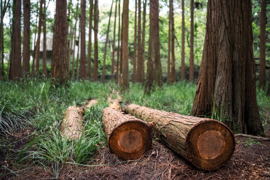 New Zealand Radiata Pine: Steady Supply of Band-sawn 4-metre Radiata Pine 1 pexels photo 34925284