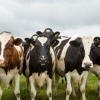 Today, Fonterra Launches Major Restructure Involving Greater China Market, First Move Since New CEO’s Appointment 3 pexels photo 35288648 1