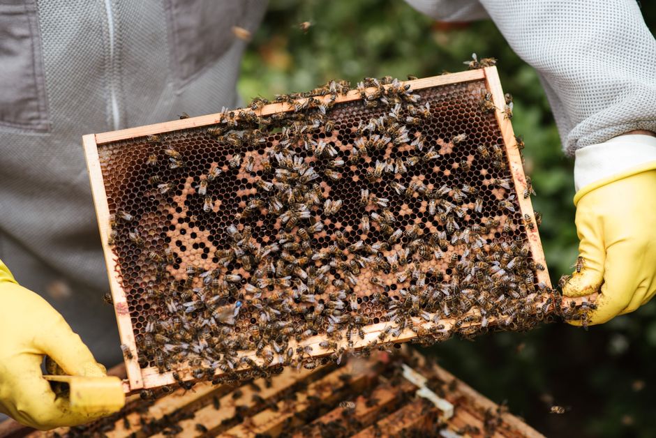 richora Manuka Honey 1 pexels photo 5247963