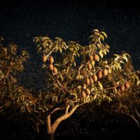 Australian Almond Exports to China Surpass 50% as Stormy Weather Ends 2026 Season 3 Australian Almond Exports to China Surpass 50% as Stormy Weather Ends 2026 Season
