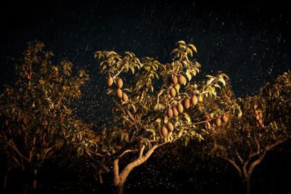 Australian Almond Exports to China Surpass 50% as Stormy Weather Ends 2026 Season 19 0217844427331258f75eea91fefcc6d6bceb8d282ed883ca07cd2 0 1