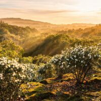 Manuka Honey from Australian Forests Seeks Distributors in Greater China 3 0217844445216701dd291674643982da436c46312b5f1c9782b69 0 1