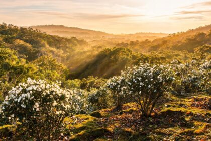 Manuka Honey from Australian Forests Seeks Distributors in Greater China 21 0217844445216701dd291674643982da436c46312b5f1c9782b69 0 1