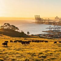 China hits Australian beef with 55% extra tariff after quota exhausted 4 021784678613966b2d574b8a133720ef9fae8eba78adee9dd075d 0
