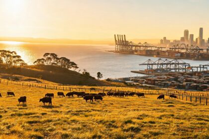 China hits Australian beef with 55% extra tariff after quota exhausted 3 021784678613966b2d574b8a133720ef9fae8eba78adee9dd075d 0