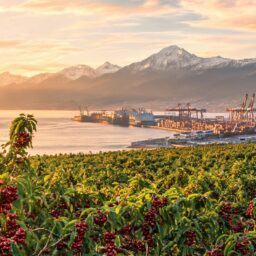 Chilean cherry glut pushes prices to five-year low 3 0217850243405448e51dc06ab515804a61f8066ae6218c194170c 0