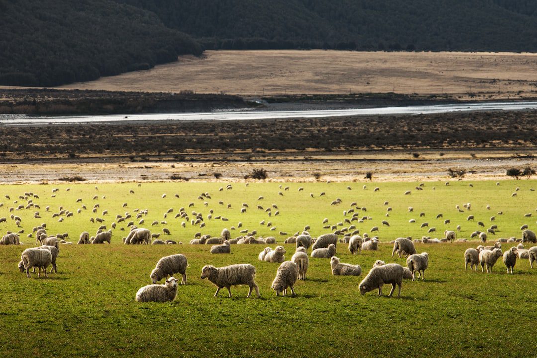 New Zealand’s ‘National Seafood’ Lands on Chinese Dinner Tables, Set to Boom 1 featured image 2