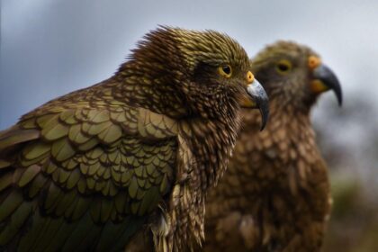 China’s Market Stumbles, New Zealand Exports Feel the Tremors 5 g242cafd1e186f82403442740e6b0a9126102683d96a996af291752fa8bf60930404134759a95ec8dedbe61a7a307a5aa193c1862b8337e744eb3b3002c2183ca 1280