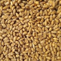 Summer grain output tops 300 billion jin for first time, highlighting food security 3 summer grain