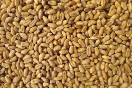 summer grain